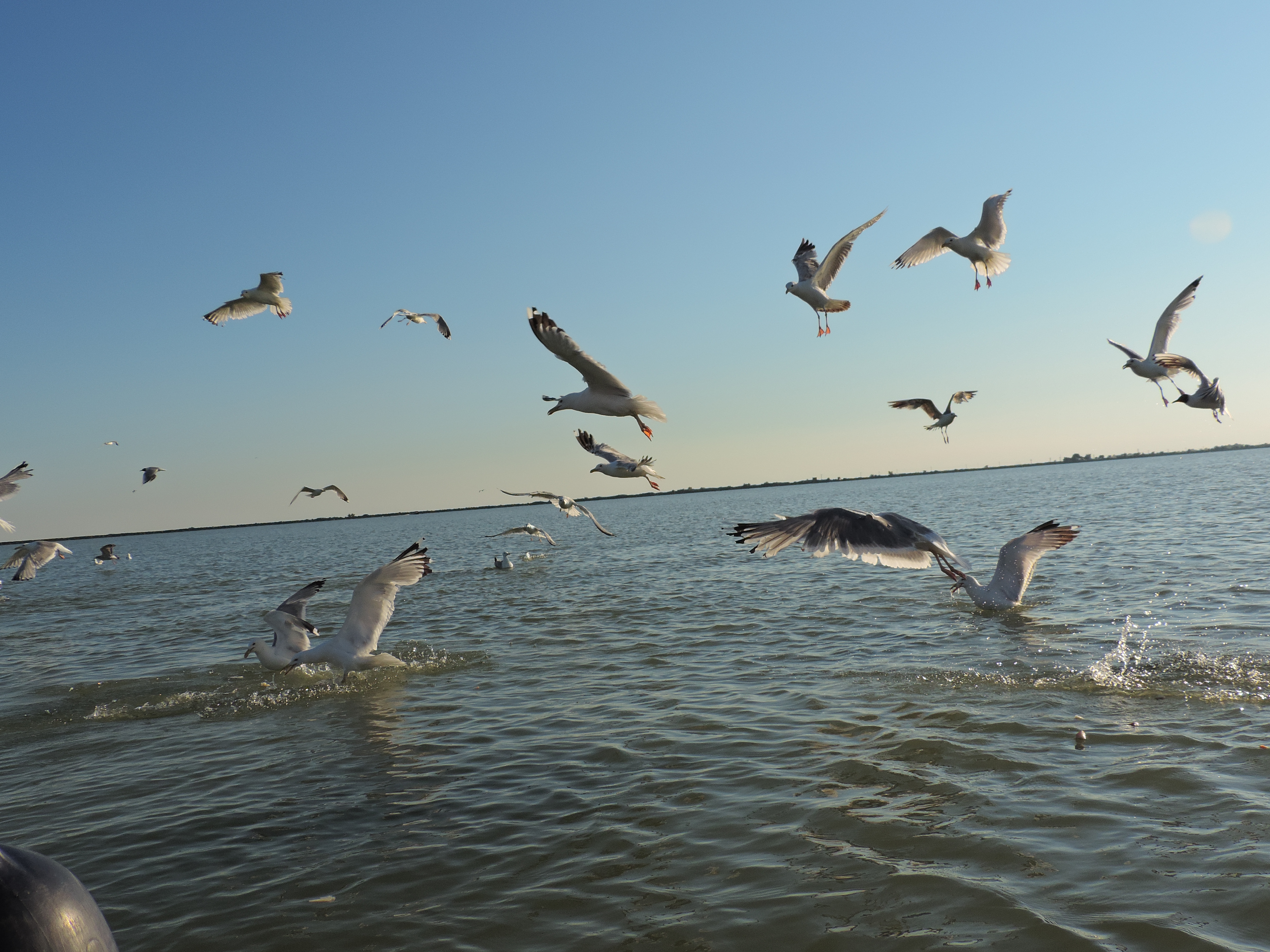 sulina