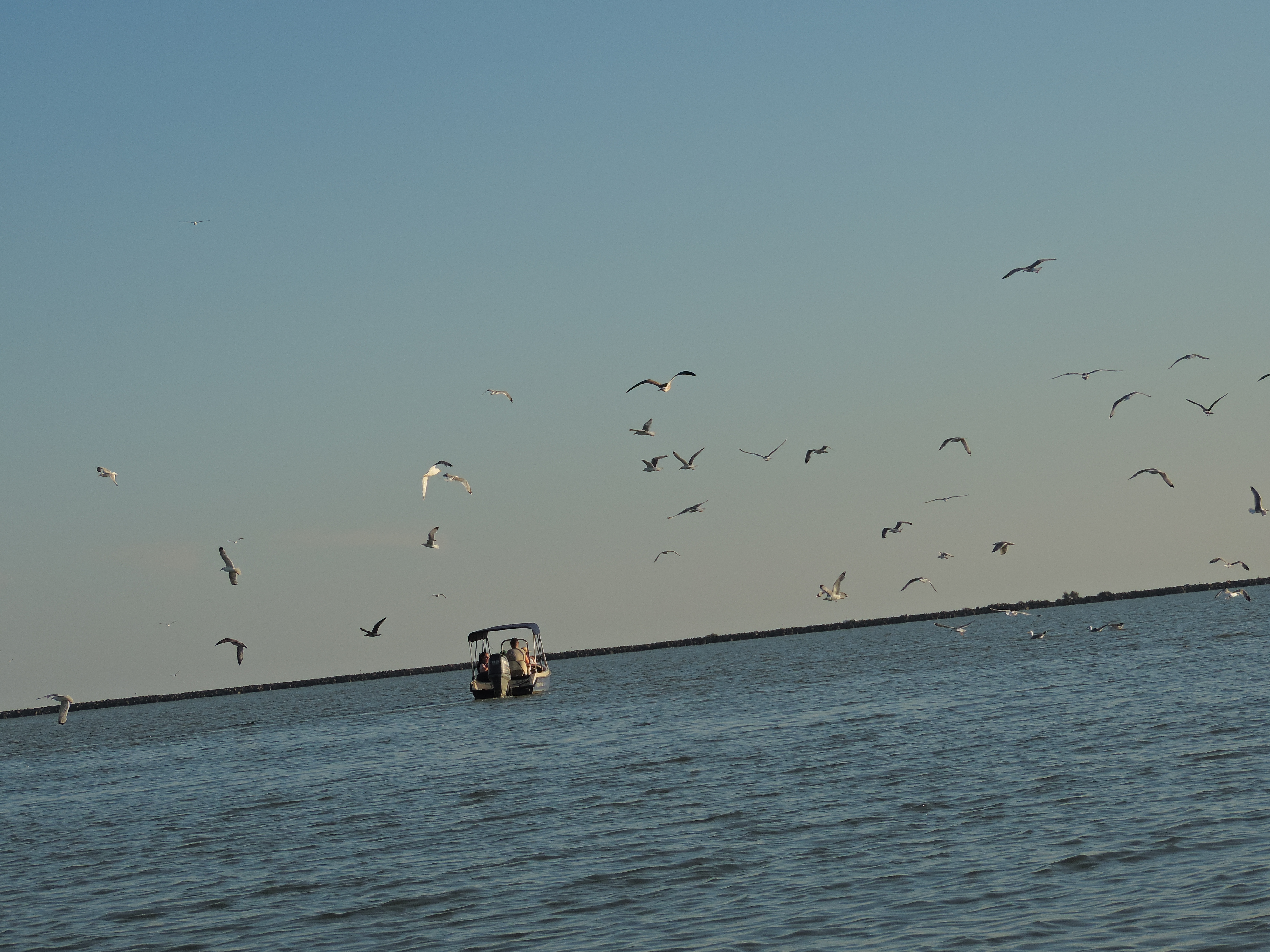 sulina