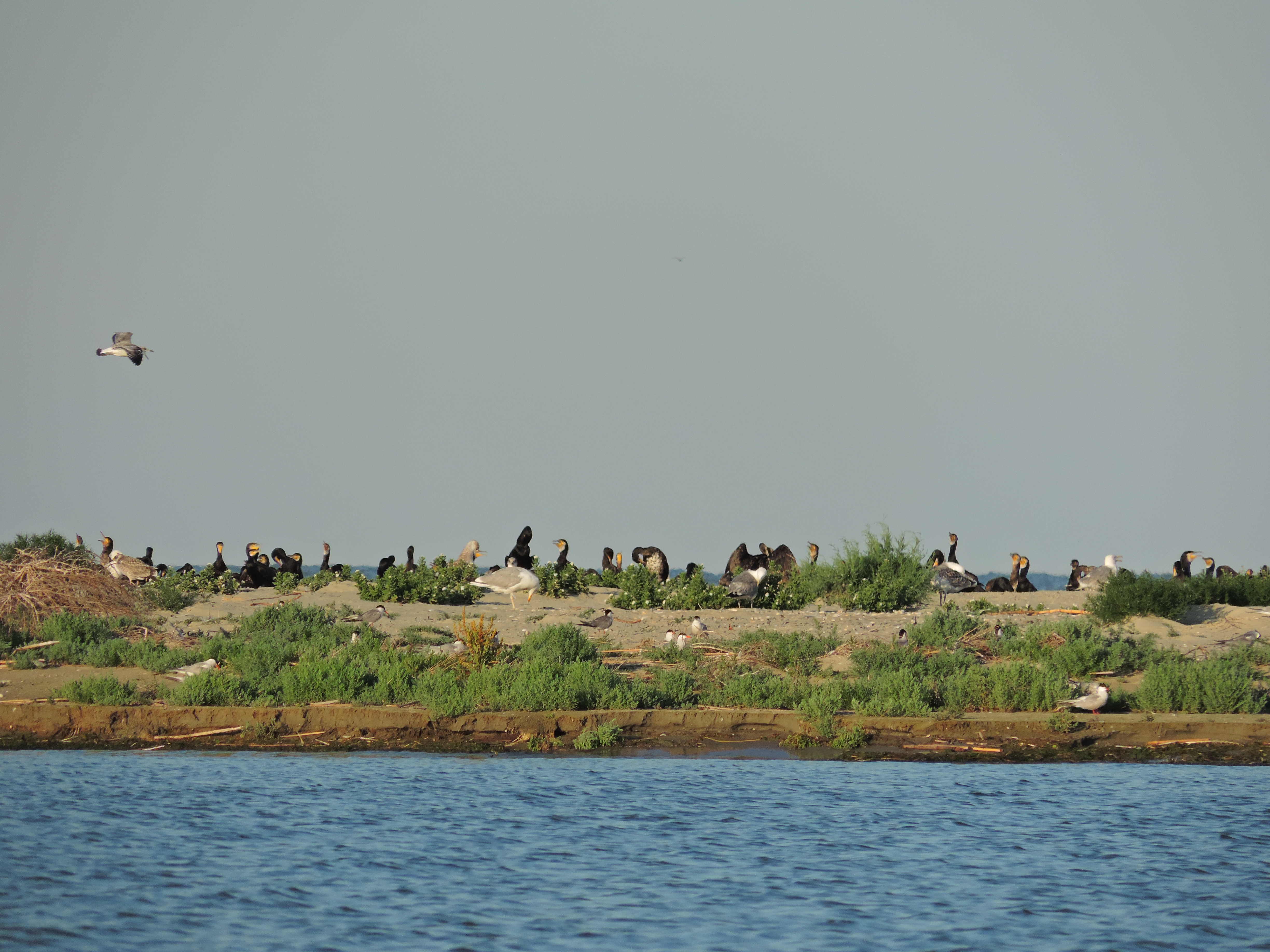 sulina