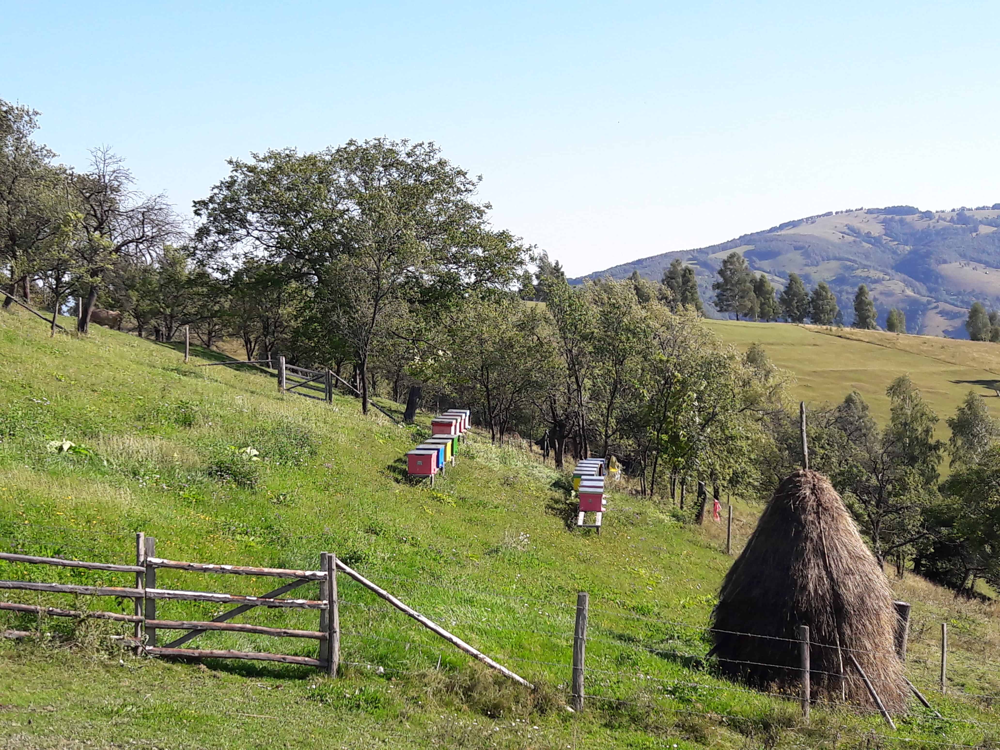 maratonul dacilor-tarsa