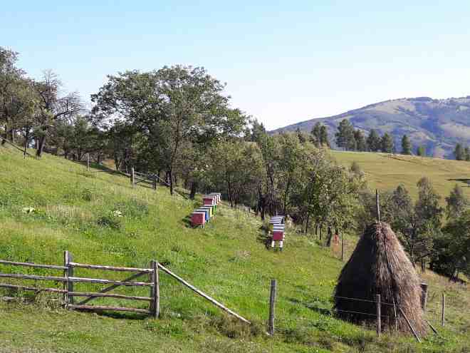 maratonul dacilor-tarsa