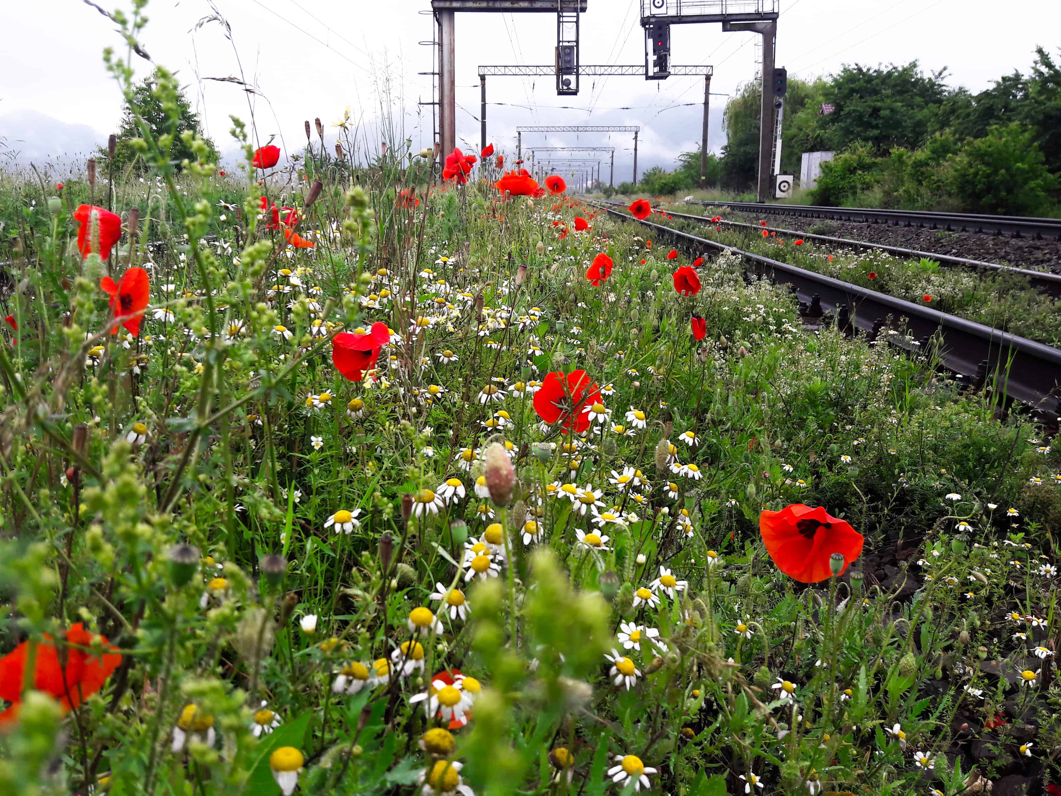 Unde alergam in Brasov