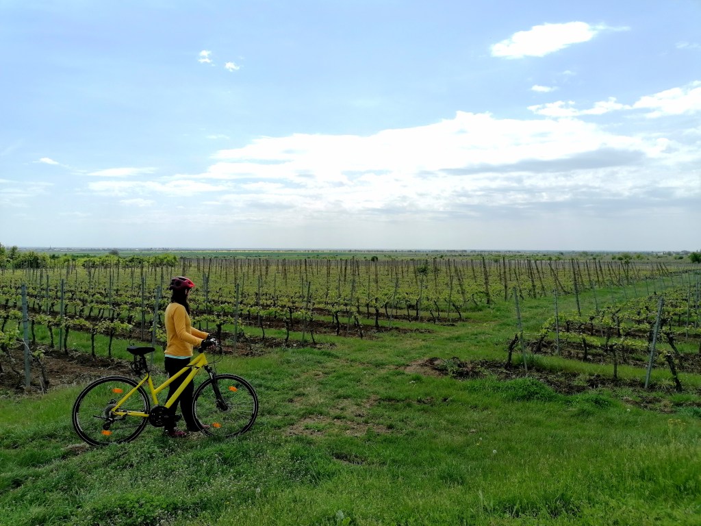 cu bicicleta pe Drumul vinului