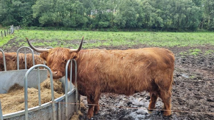 O vacă de rasă Highland cu blană cărămizie stă lângă un siloz de furaje într-un peisaj rural, cu iarba verde și copaci în fundal.