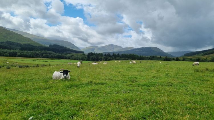 Peisaj de pădure cu oi pe o pajiște verde, sub un cer parțial noros, cu munți în fundal.